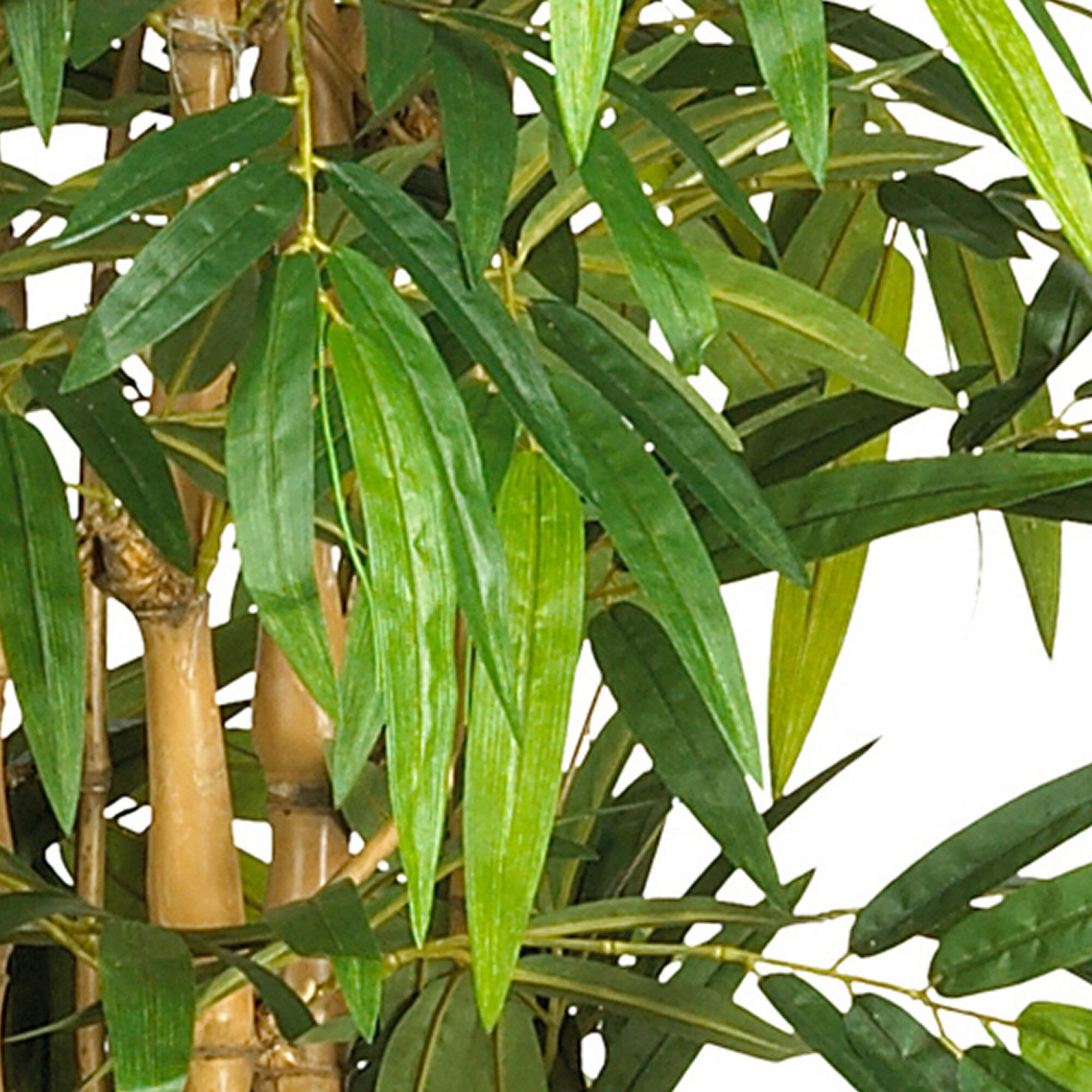 6ft. Potted Belly Bamboo Tree